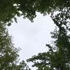 treeanne